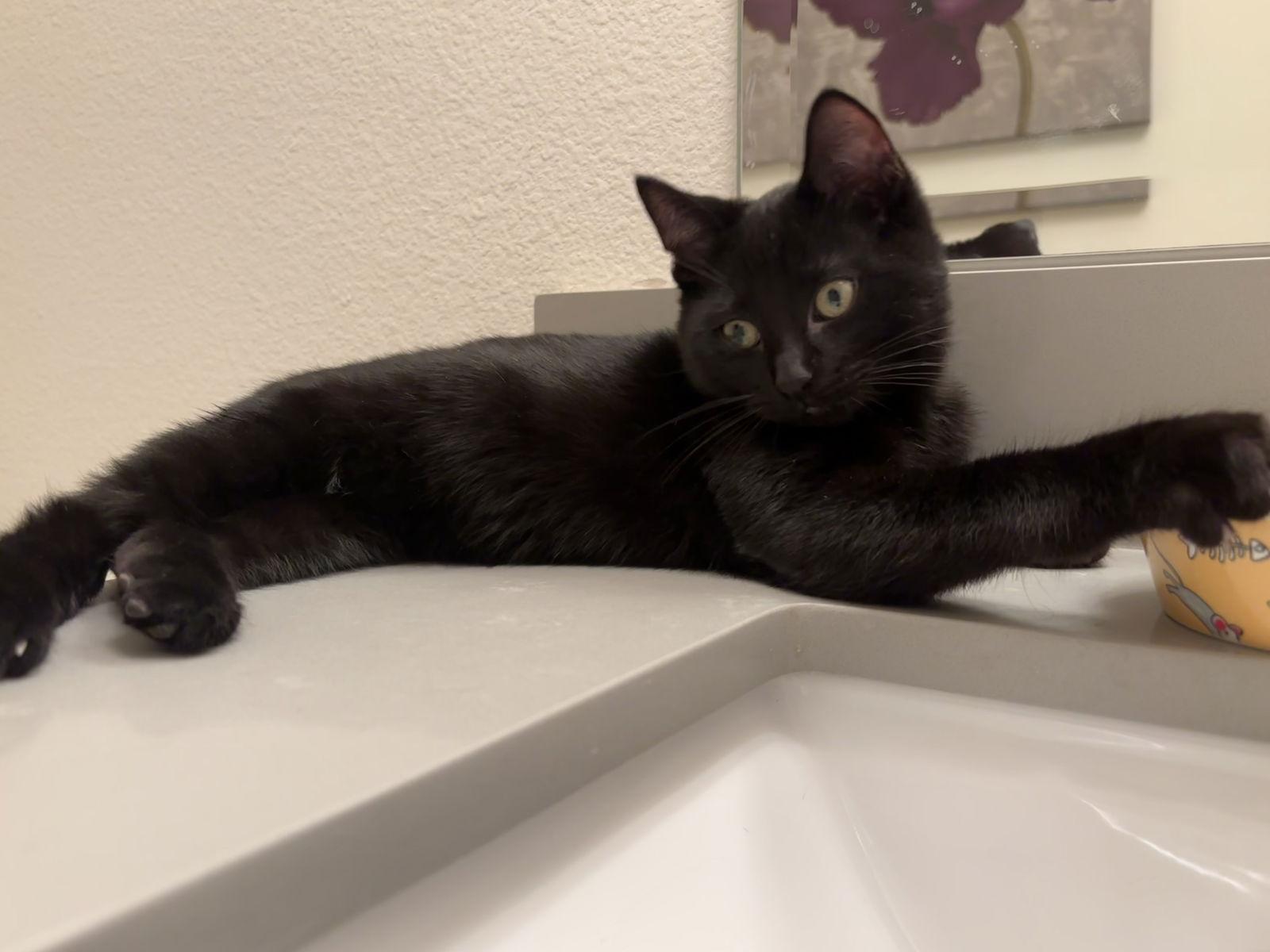 Jupiter, Adopted, Kitten Male Domestic Short Hair & Tuxedo.