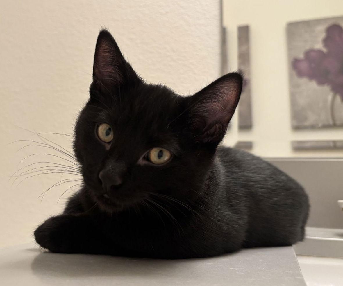 Enlarge Jupiter, a Adopted mixed breed in Garland, TX image 2/3