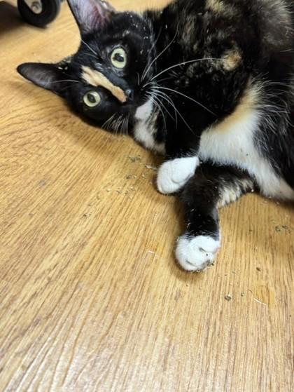 Lilith, Adoptable, Adult Female Domestic Short Hair & Domestic Short Hair.