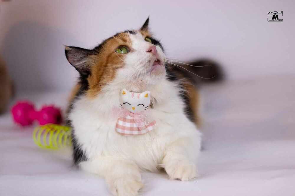 Jessey, Adoptable, Adult Female Egyptian Mau & Persian.