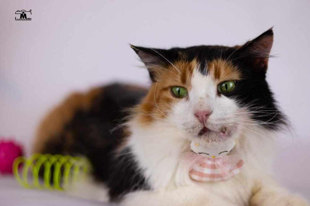 Enlarge Jessey, a Adoptable mixed breed in WOLCOTT, CT image 5/6