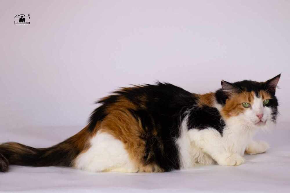 Enlarge Jessey, a Adoptable mixed breed in WOLCOTT, CT image 6/6