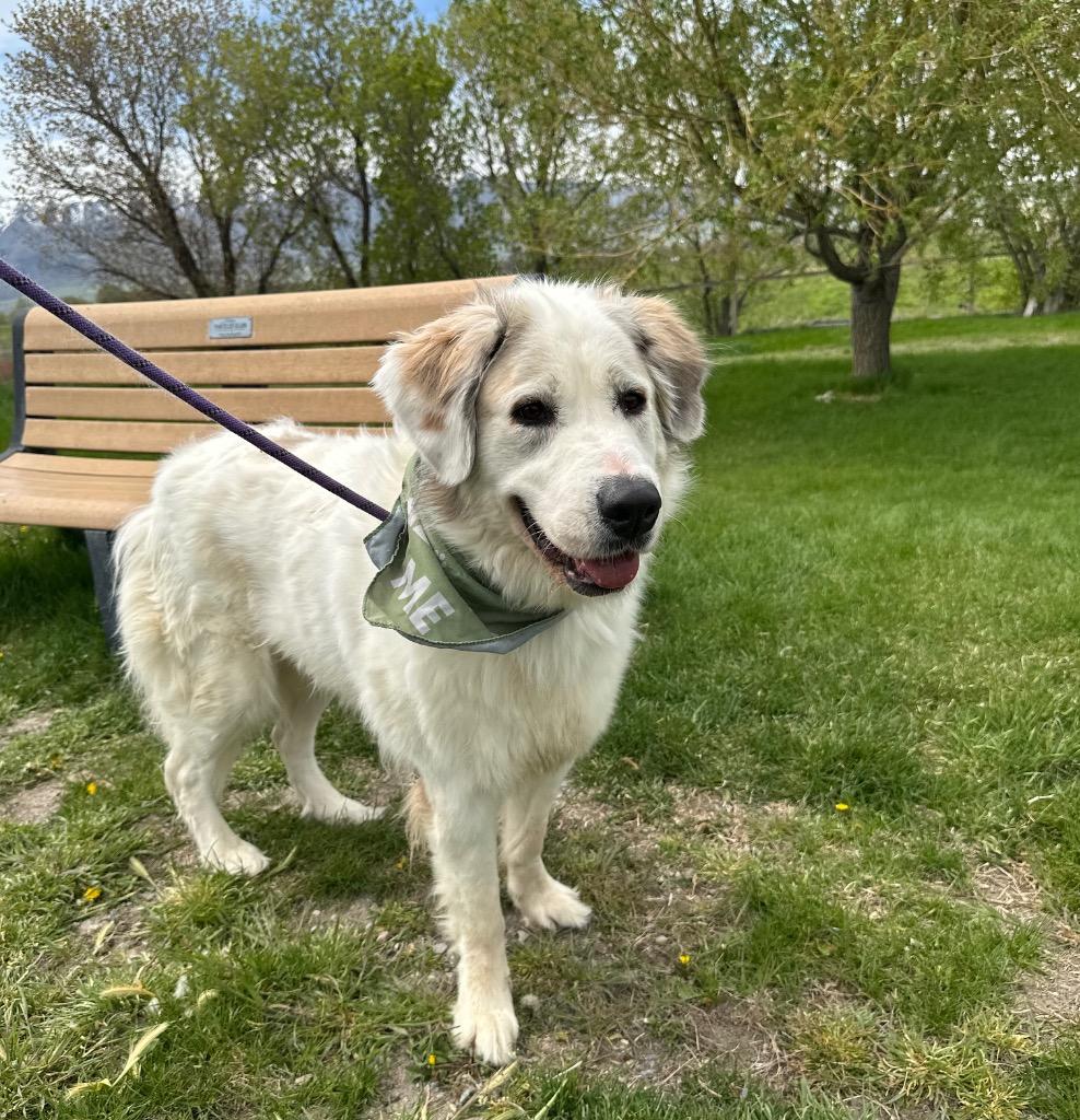 Roxy, Adoptable, Adult Female Saint Bernard & Great Pyrenees.