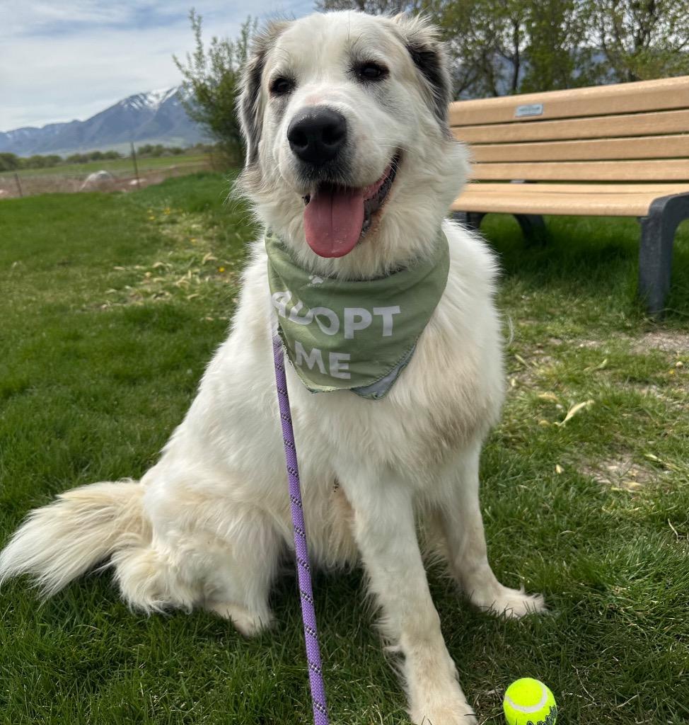 Enlarge Roxy, a Adoptable mixed breed in Logan, UT image 2/2
