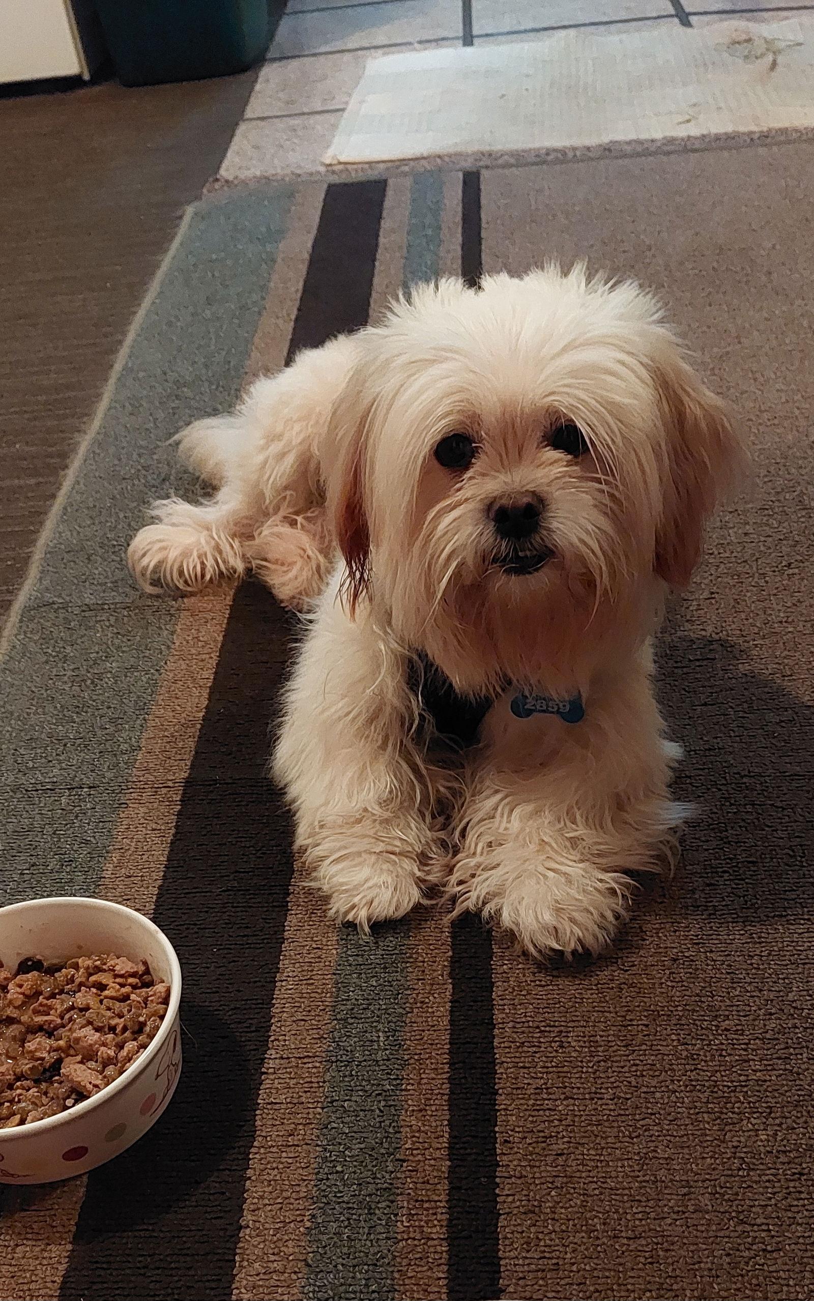 Enlarge Fiona-ARR, a Adopted Shih Tzu in Pataskala, OH image 1/3