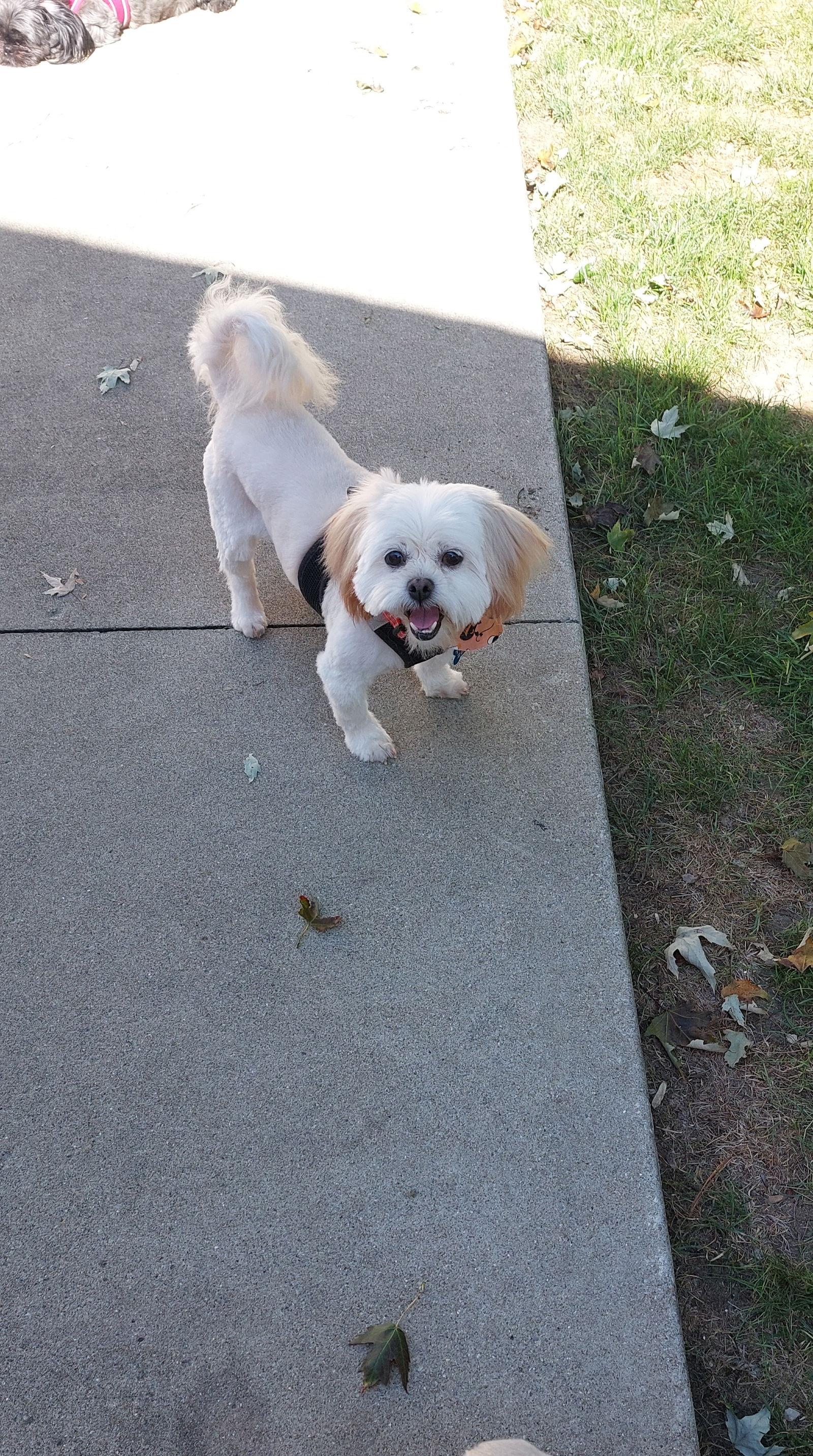 Enlarge Fiona-ARR, a Adopted Shih Tzu in Pataskala, OH image 2/3