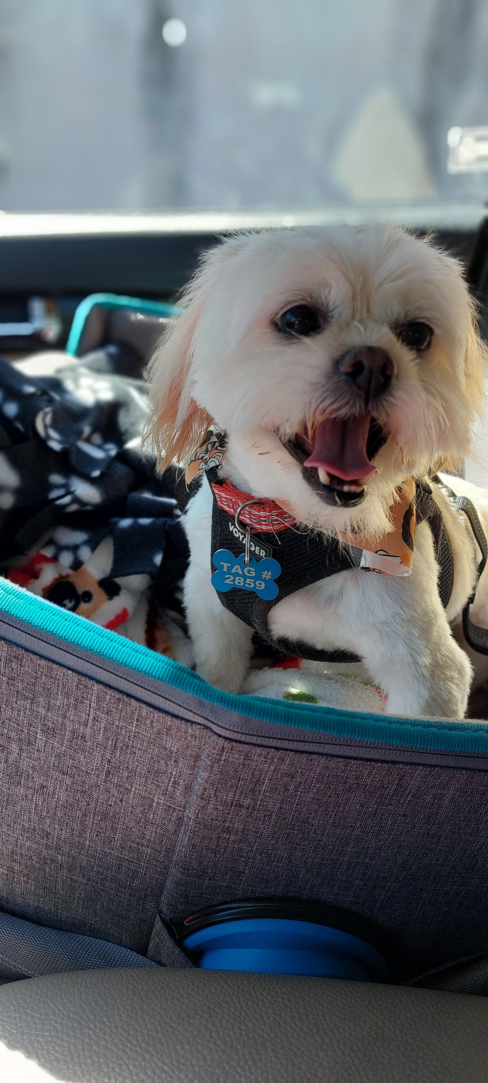 Enlarge Fiona-ARR, a Adopted Shih Tzu in Pataskala, OH image 3/3