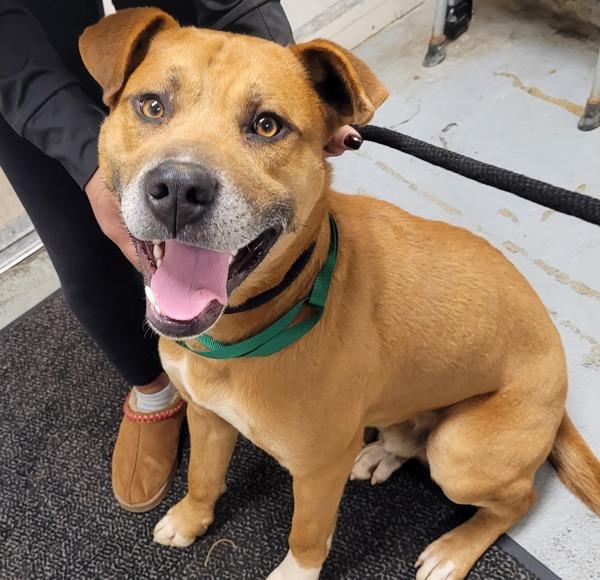 Elroy (mcas), Adoptable, Adult Male Mixed Breed.