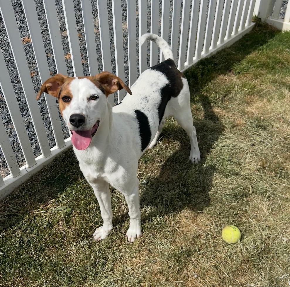 Dotty, Adoptable, Puppy Female Plott Hound & Mixed Breed.