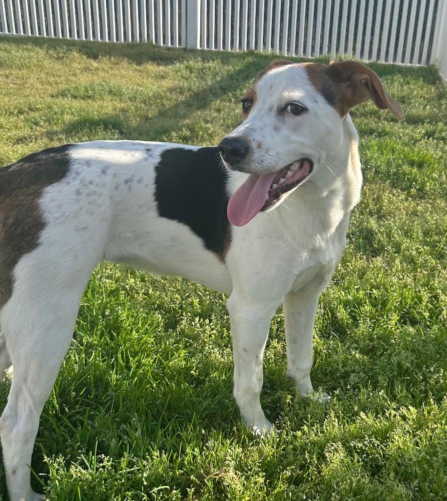 Enlarge Dotty, a Adoptable mixed breed in Mount Gilead, NC image 1/3