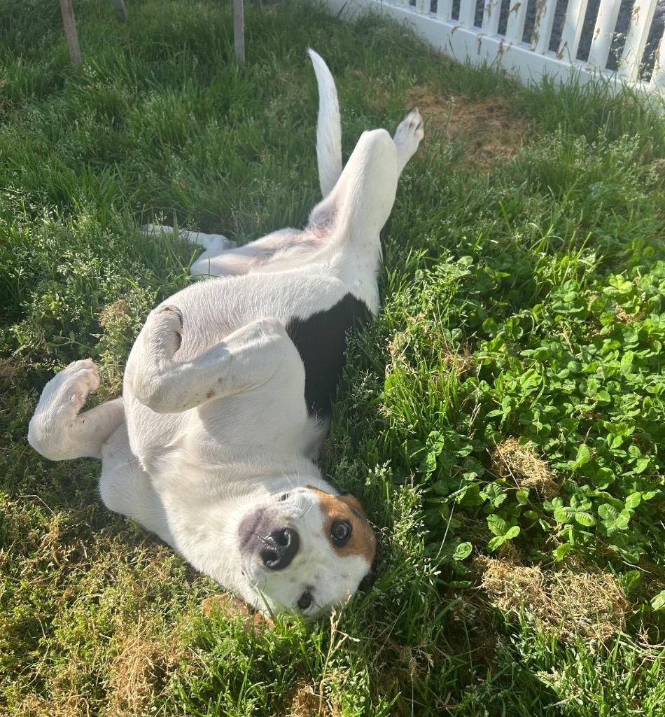 Enlarge Dotty, a Adoptable mixed breed in Mount Gilead, NC image 2/3