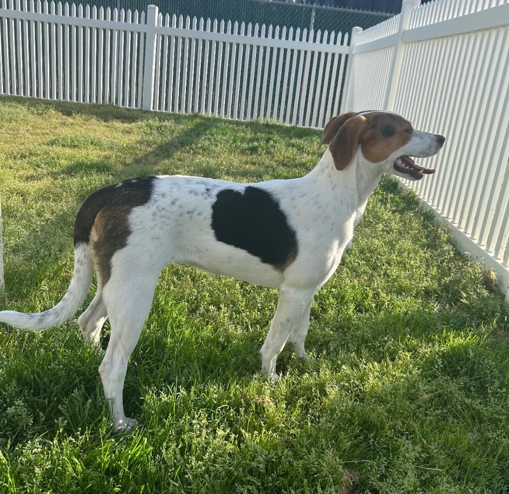 Enlarge Dotty, a Adoptable mixed breed in Mount Gilead, NC image 3/3