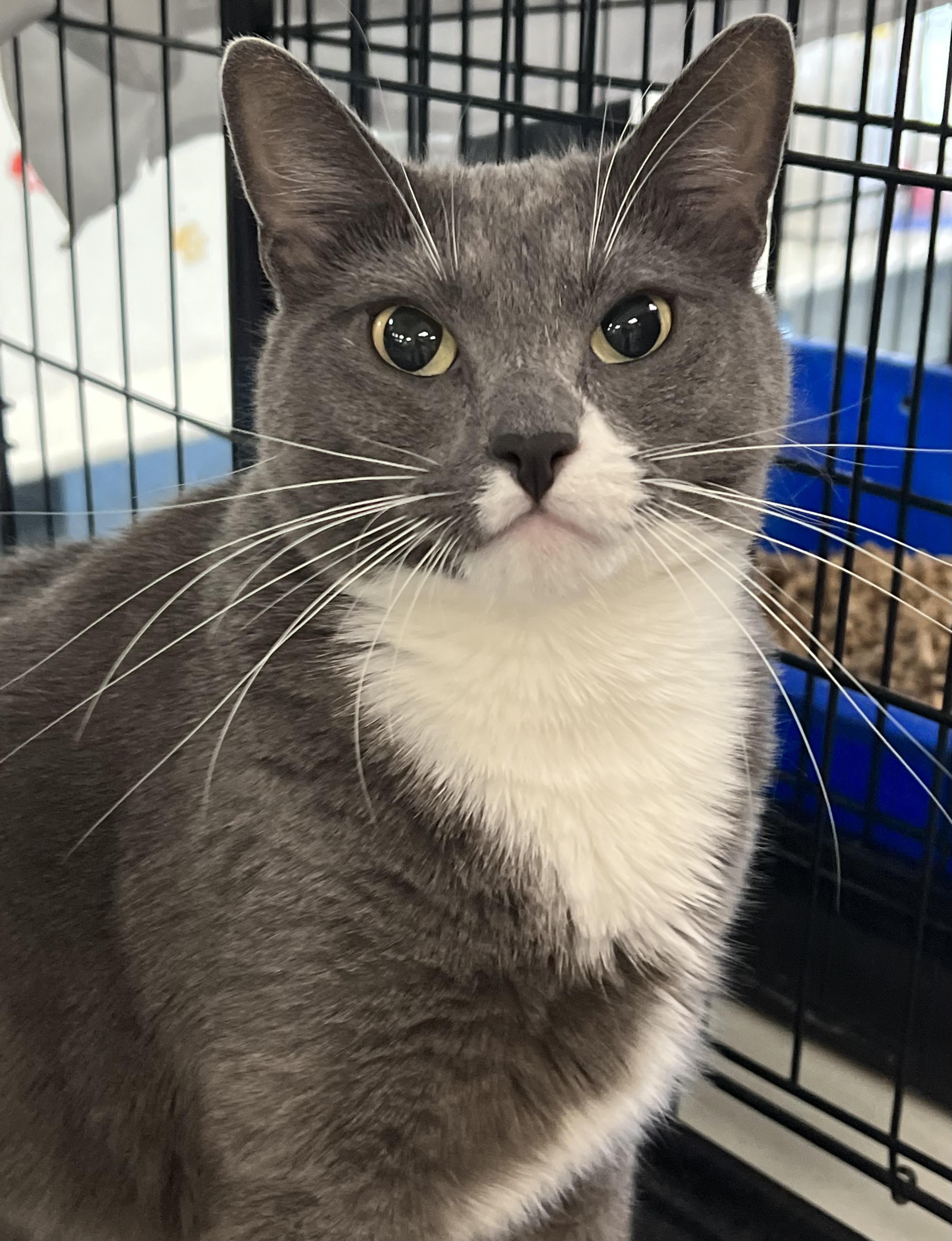 Enlarge Ricky, a Adoptable Domestic Short Hair in Johnston, RI image 3/6