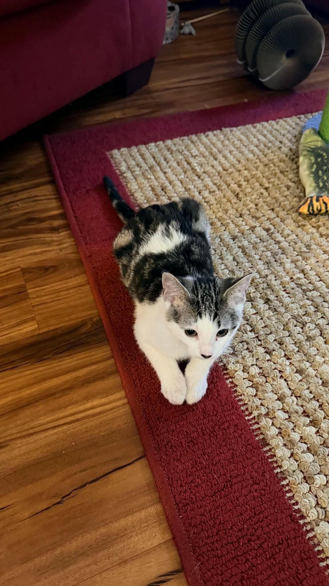 Enlarge Daphne, an adopted mixed breed in Gladstone, OR image 5/5