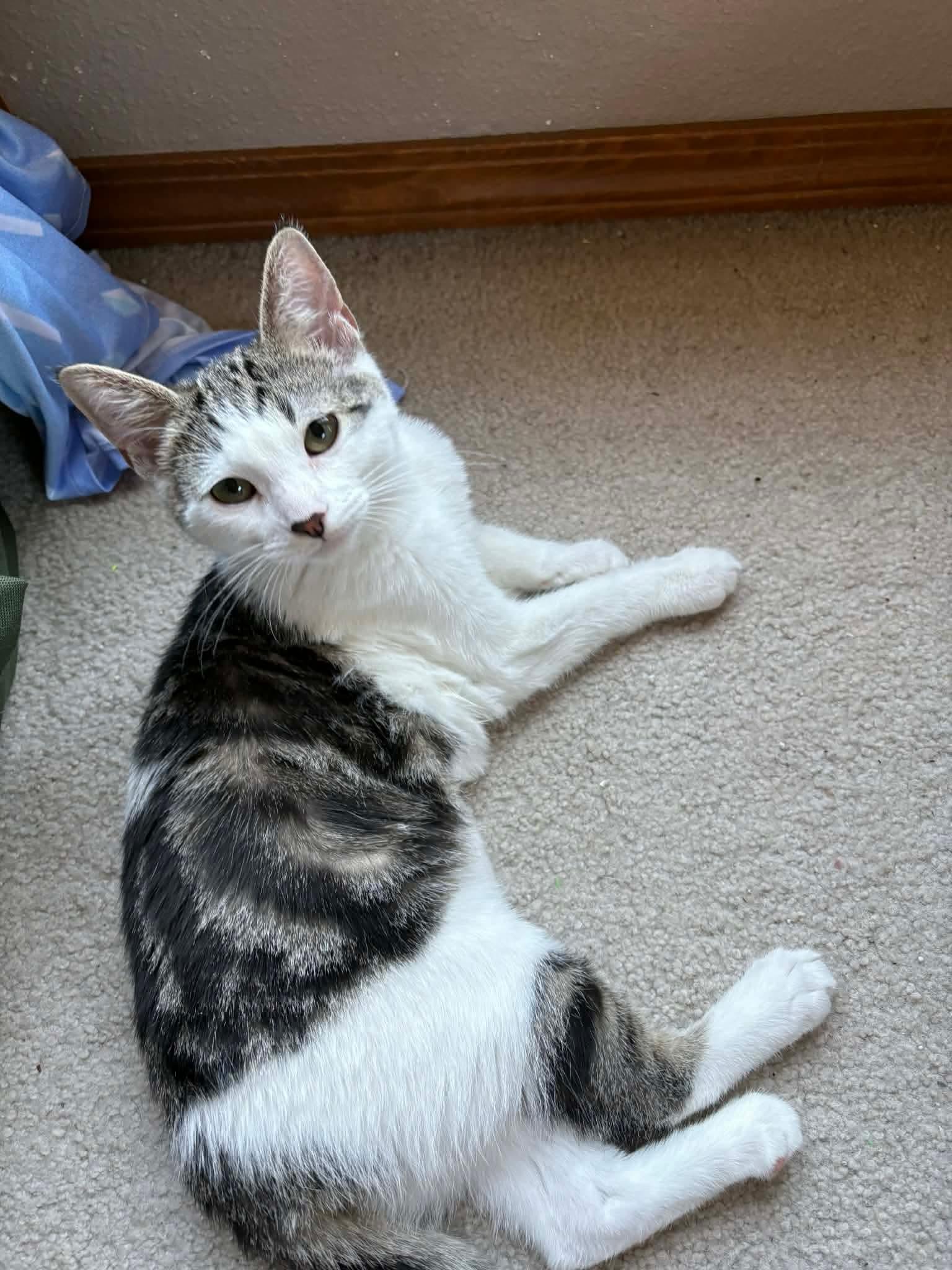 Enlarge Daphne, an adopted mixed breed in Gladstone, OR image 3/5