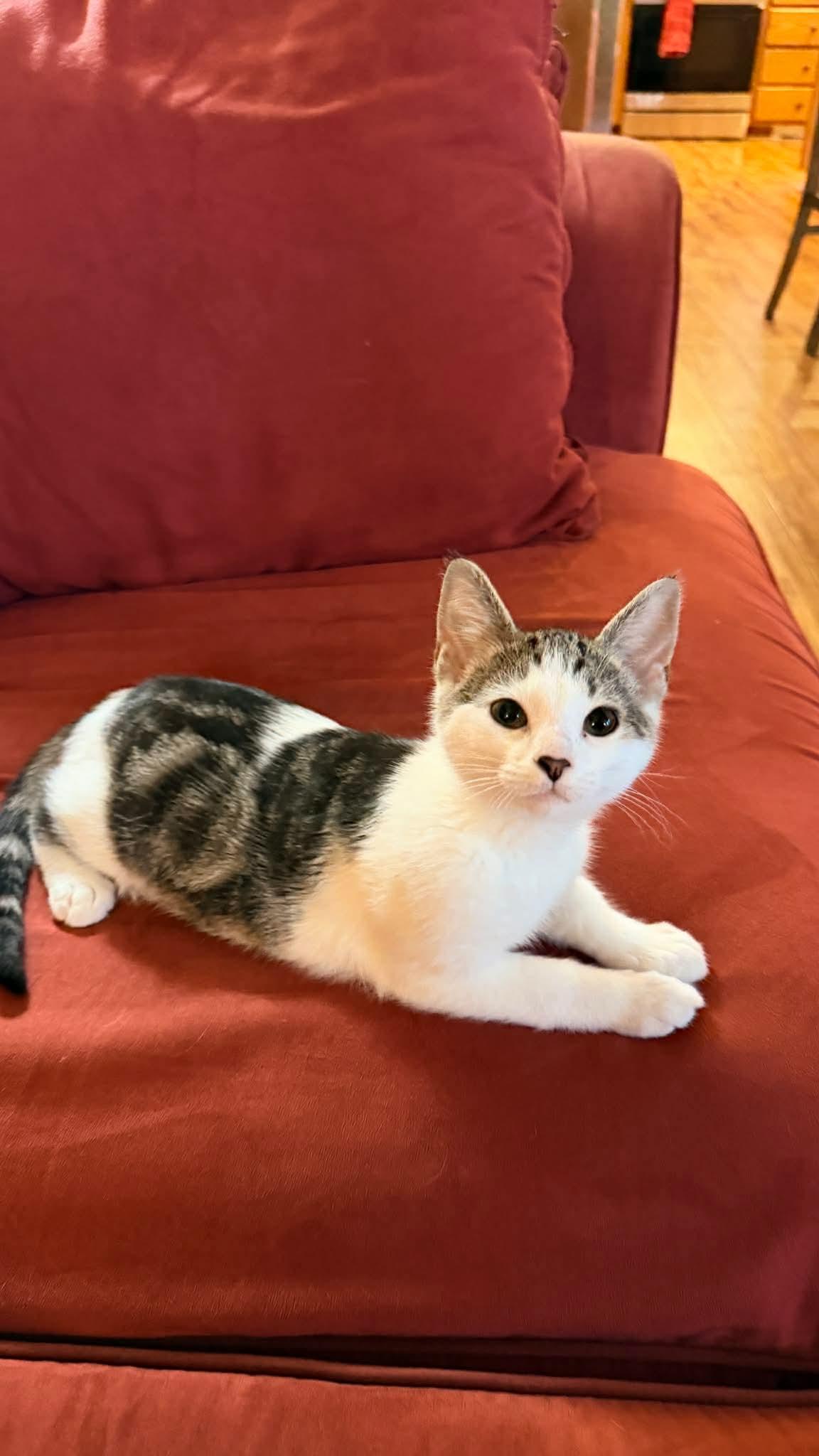 Daphne, adopted, Kitten Female Tabby & Domestic Short Hair.