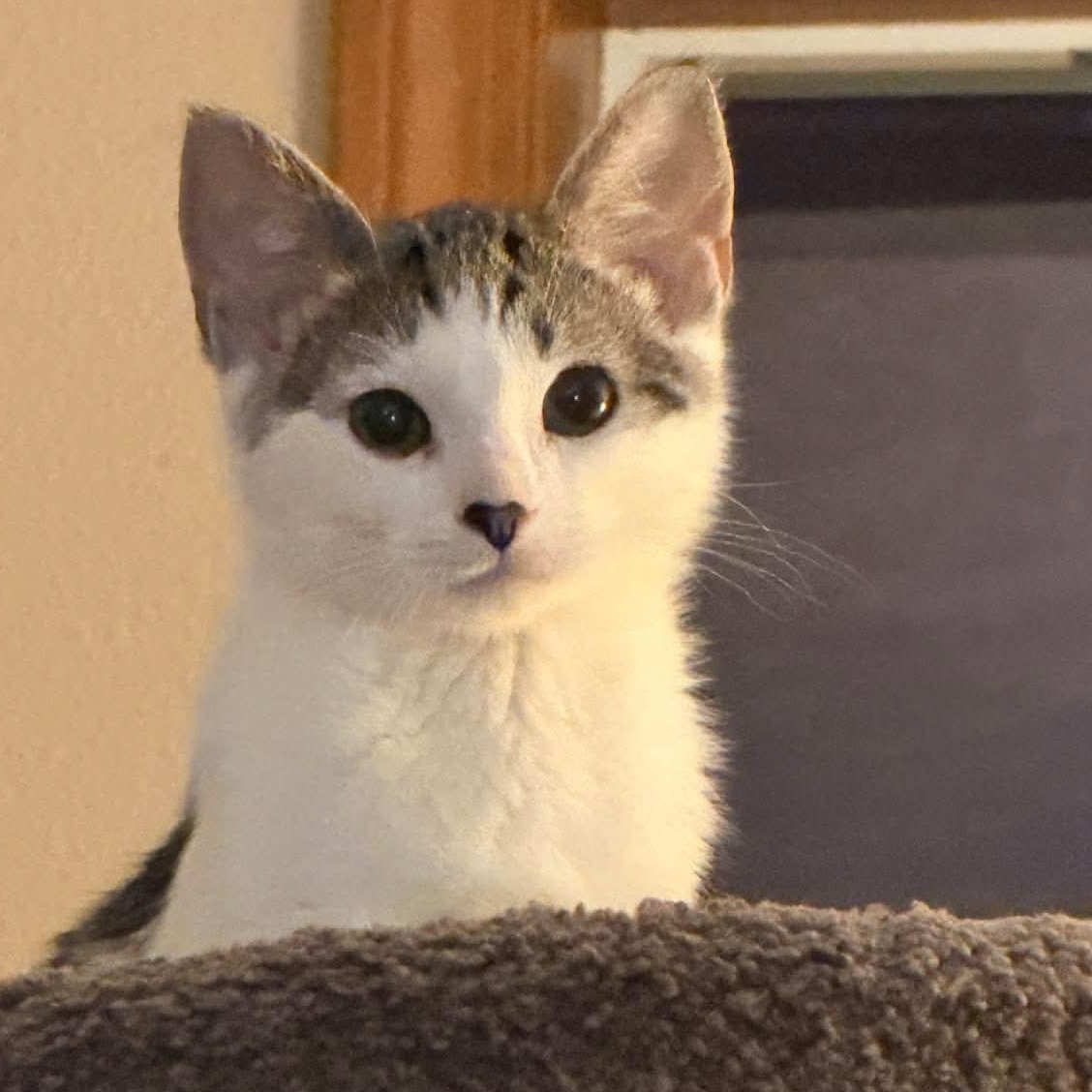 Enlarge Daphne, an adopted mixed breed in Gladstone, OR image 2/5