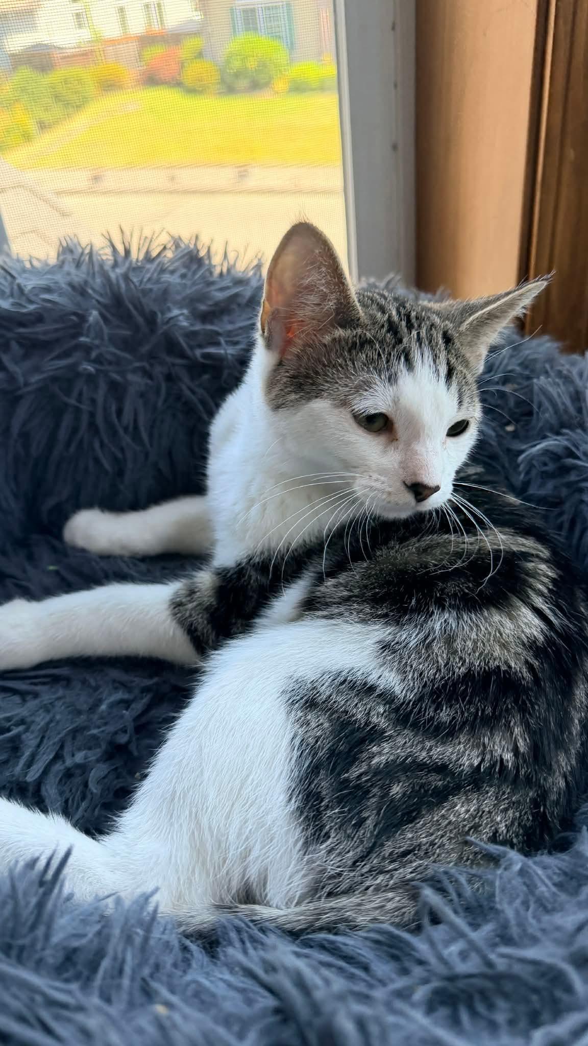 Enlarge Daphne, an adopted mixed breed in Gladstone, OR image 4/5