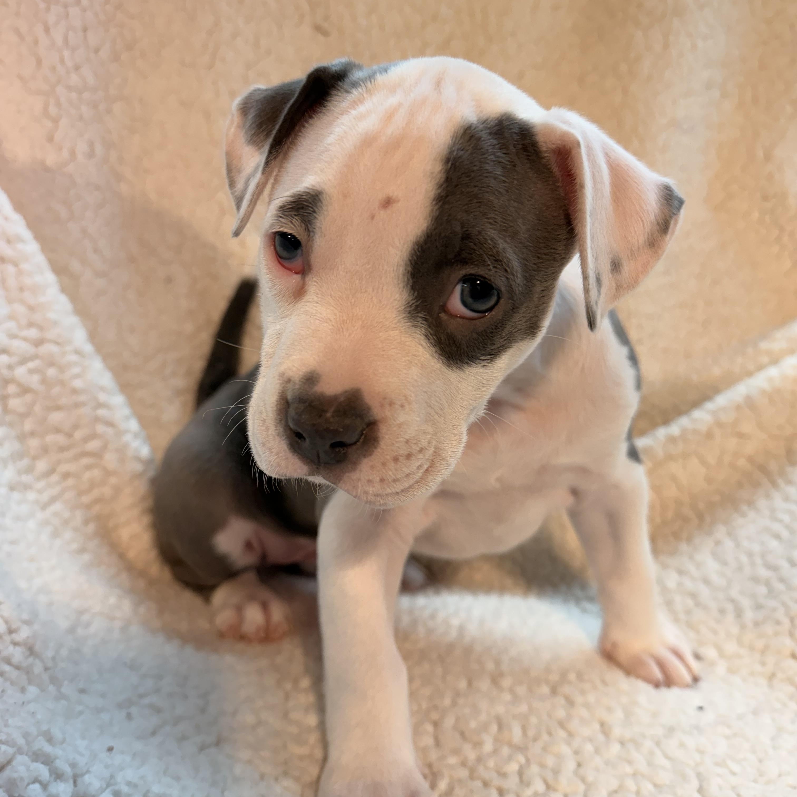 Enlarge Butter Biscuit, an adopted mixed breed in Crystal Lake, IL image 3/4