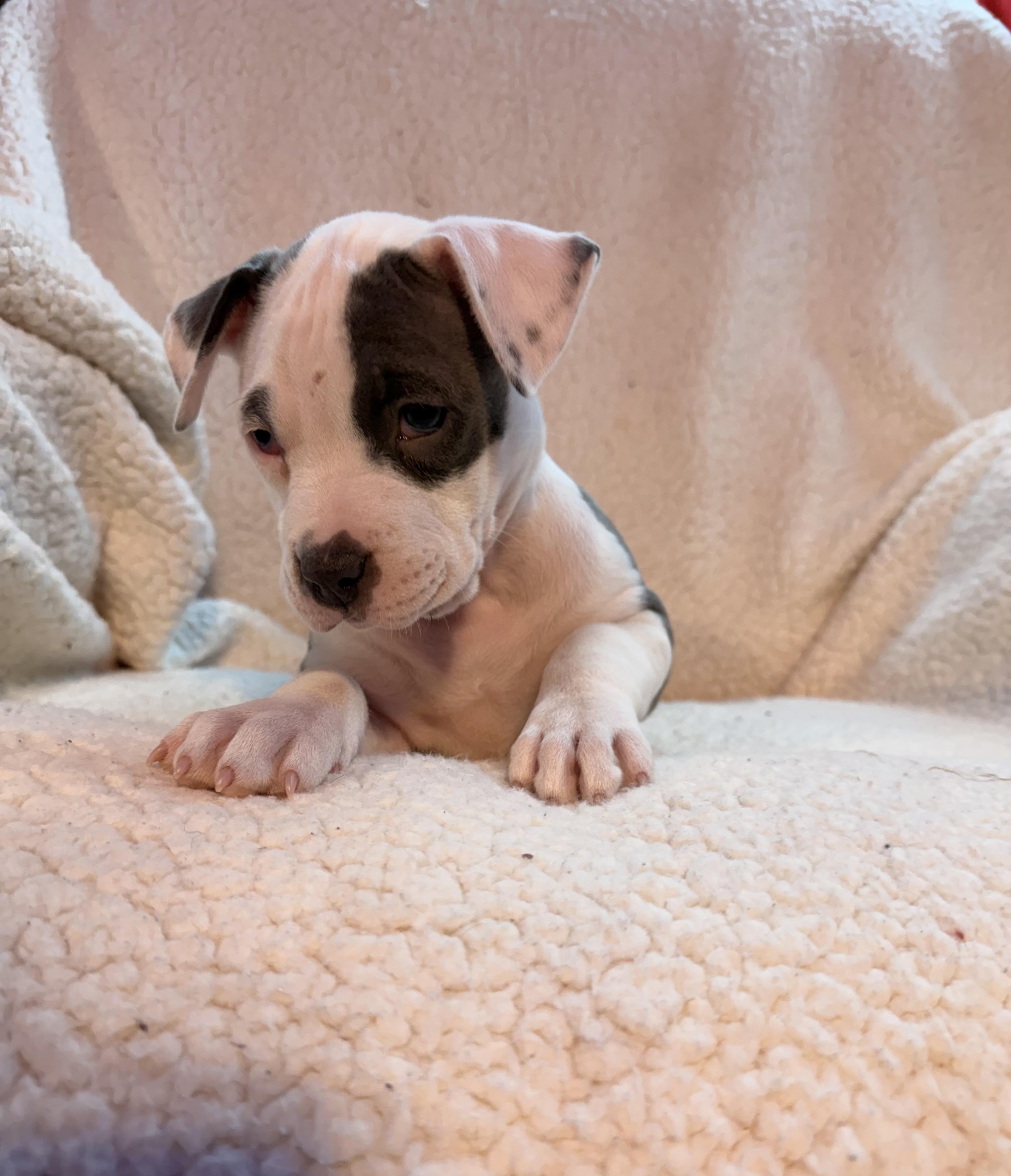 Enlarge Butter Biscuit, an adopted mixed breed in Crystal Lake, IL image 2/4