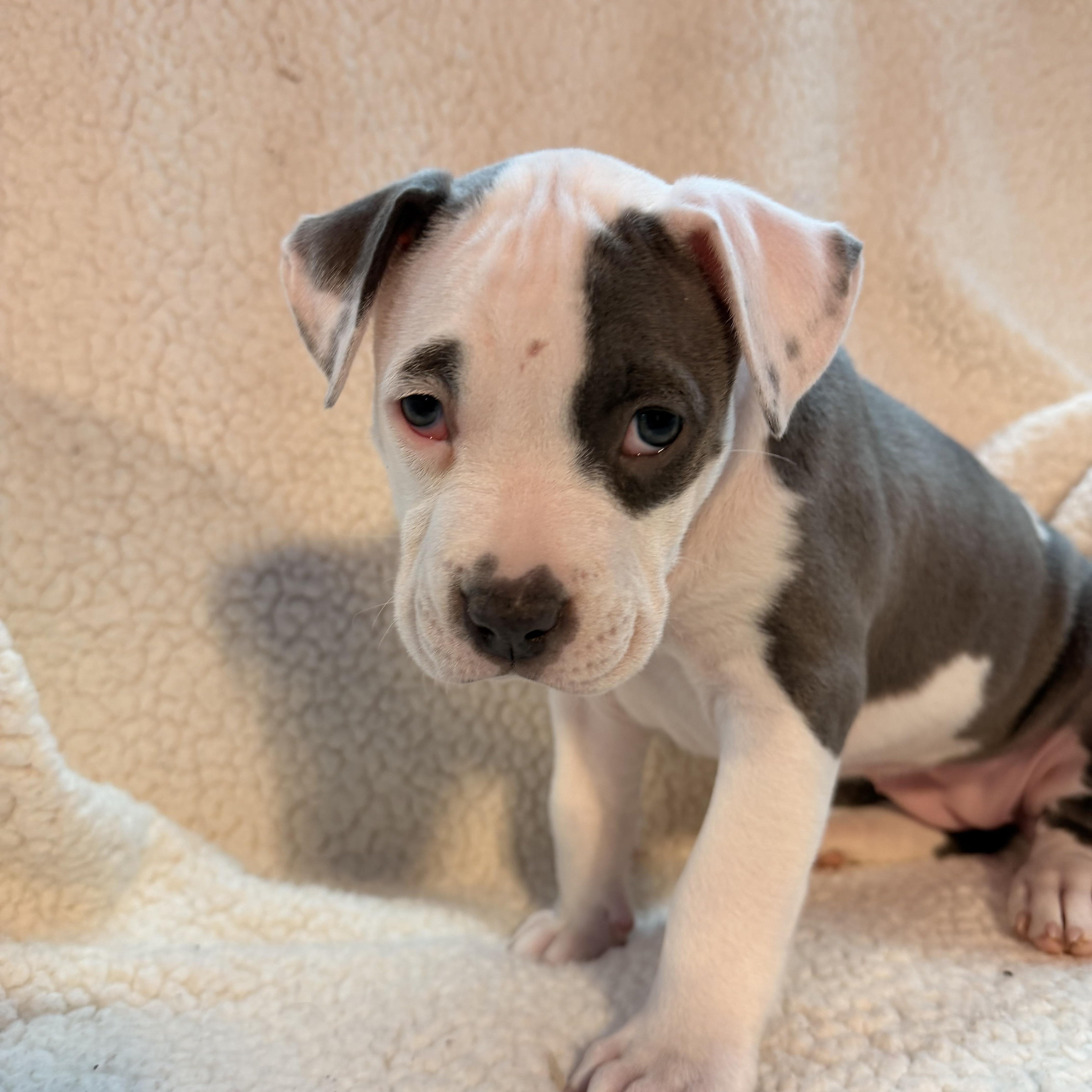 Enlarge Butter Biscuit, an adopted mixed breed in Crystal Lake, IL image 4/4