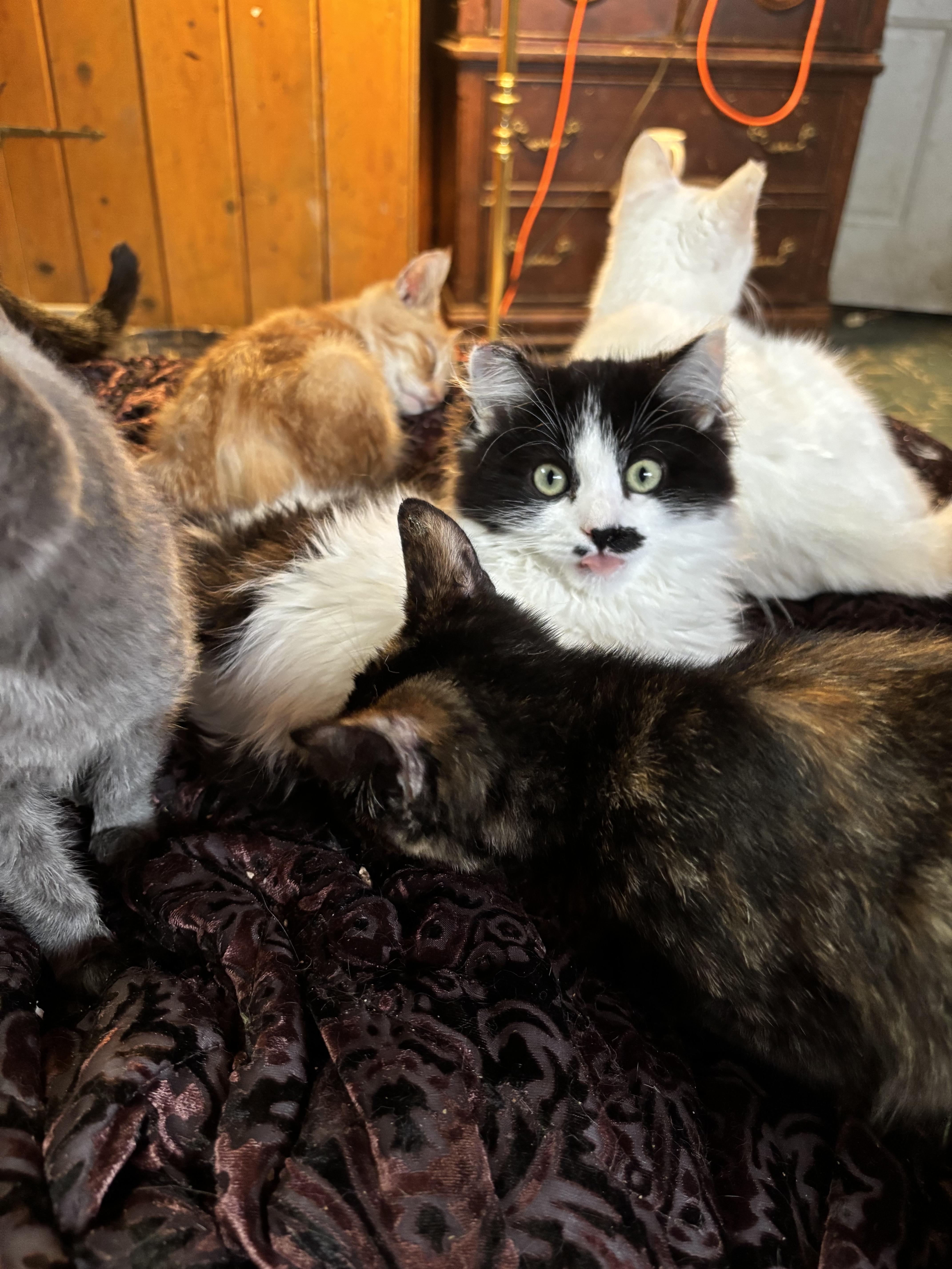 Enlarge Clarence, an adopted mixed breed in Lancaster, CA image 2/3