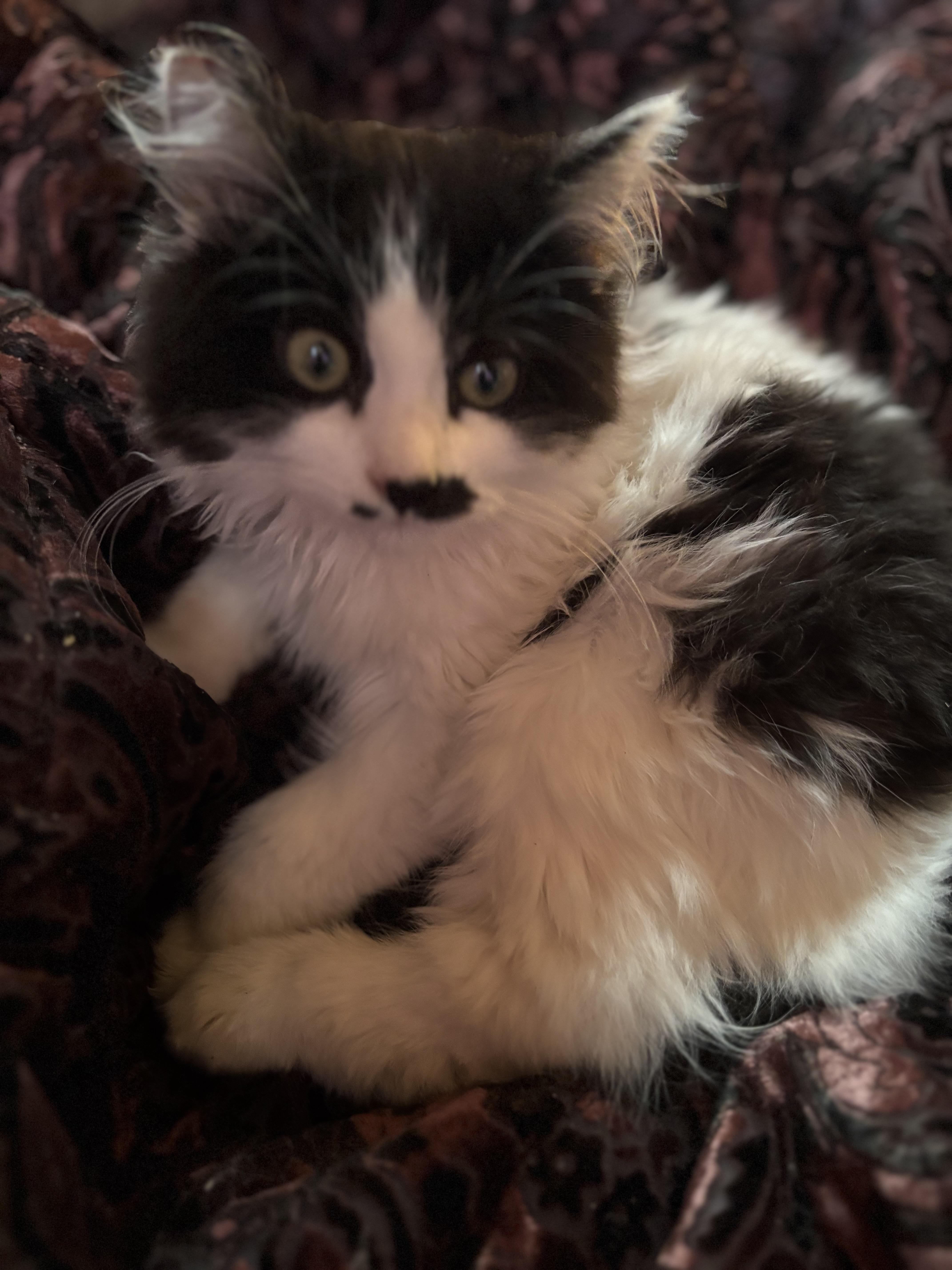 Clarence, adopted, Kitten Male Turkish Angora & Norwegian Forest Cat.