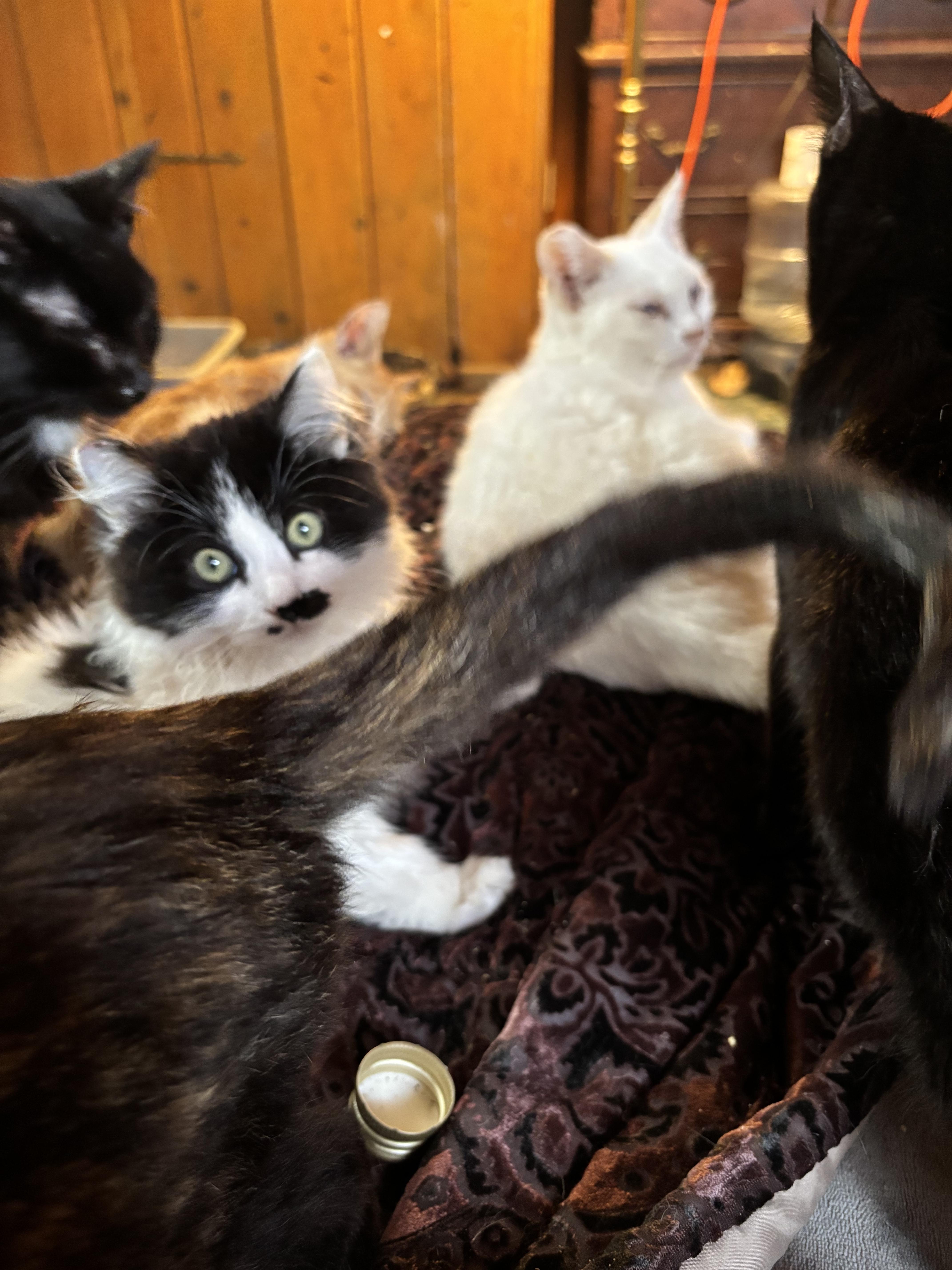 Enlarge Clarence, an adopted mixed breed in Lancaster, CA image 3/3