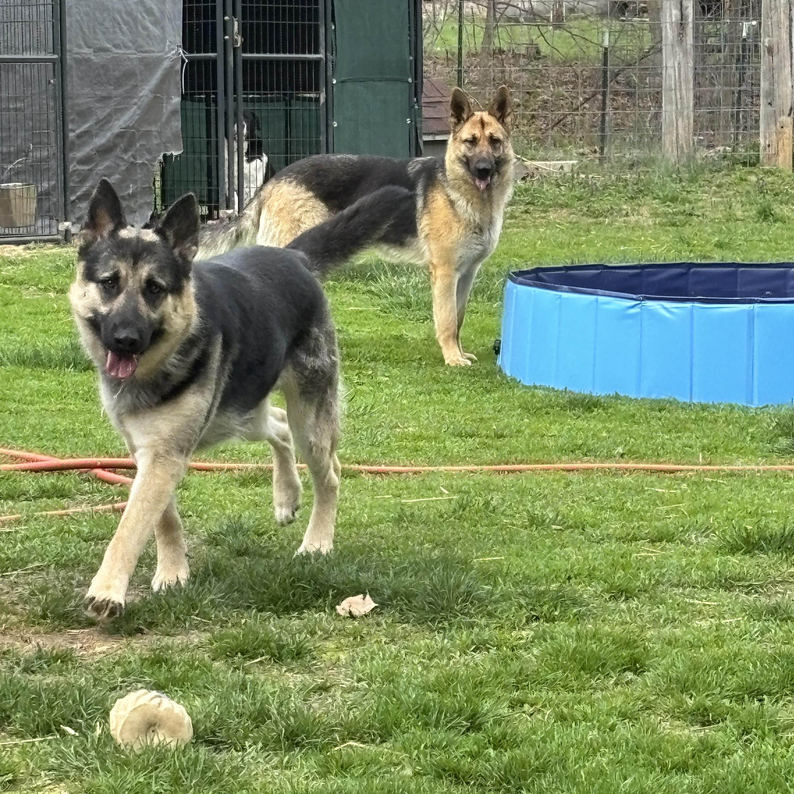 Enlarge Lamar, a ADOPTABLE mixed breed in Lucasville, OH image 5/5