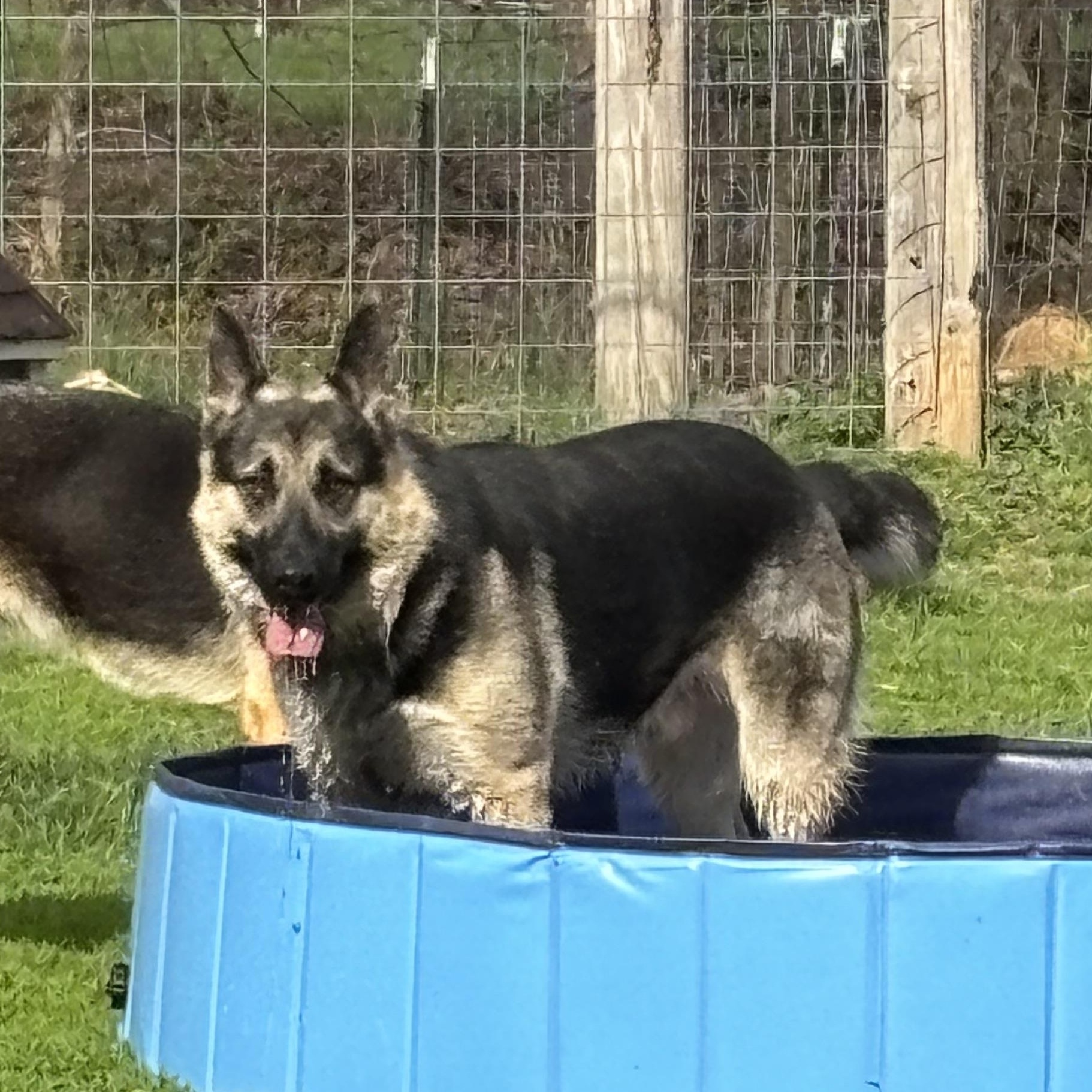 Enlarge Lamar, a ADOPTABLE mixed breed in Lucasville, OH image 4/5