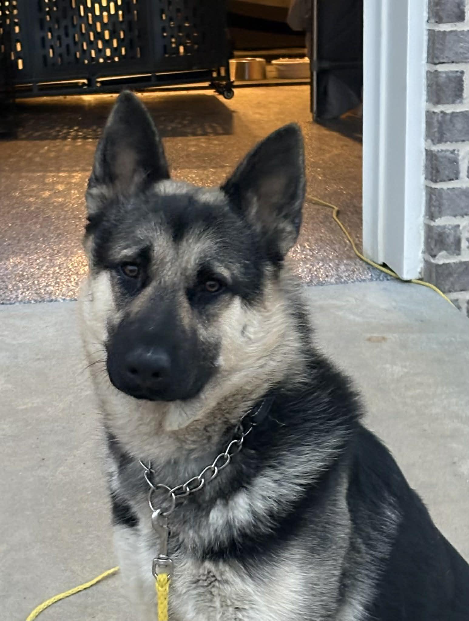 Enlarge Lamar, a ADOPTABLE mixed breed in Lucasville, OH image 1/5