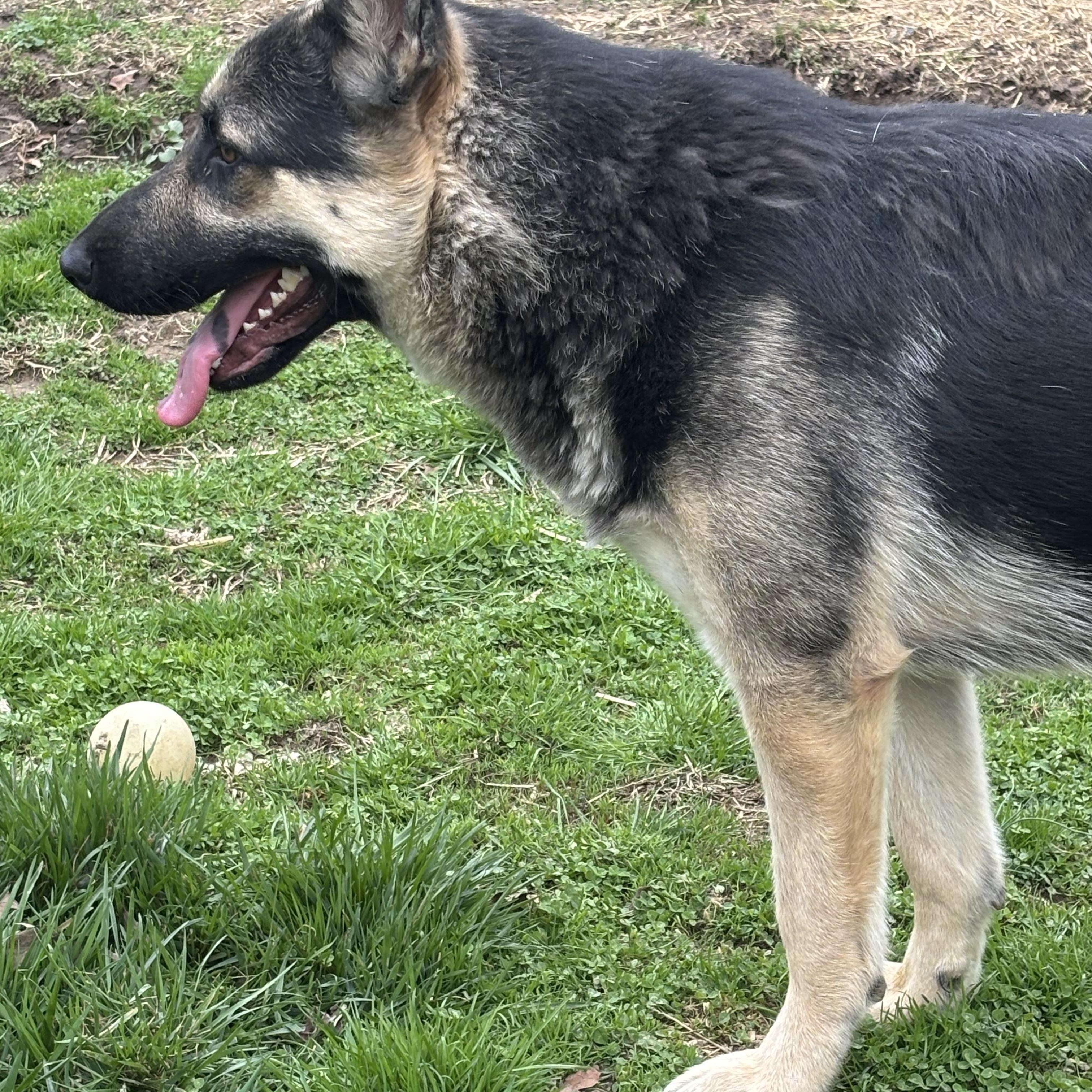 Enlarge Lamar, a ADOPTABLE mixed breed in Lucasville, OH image 2/5