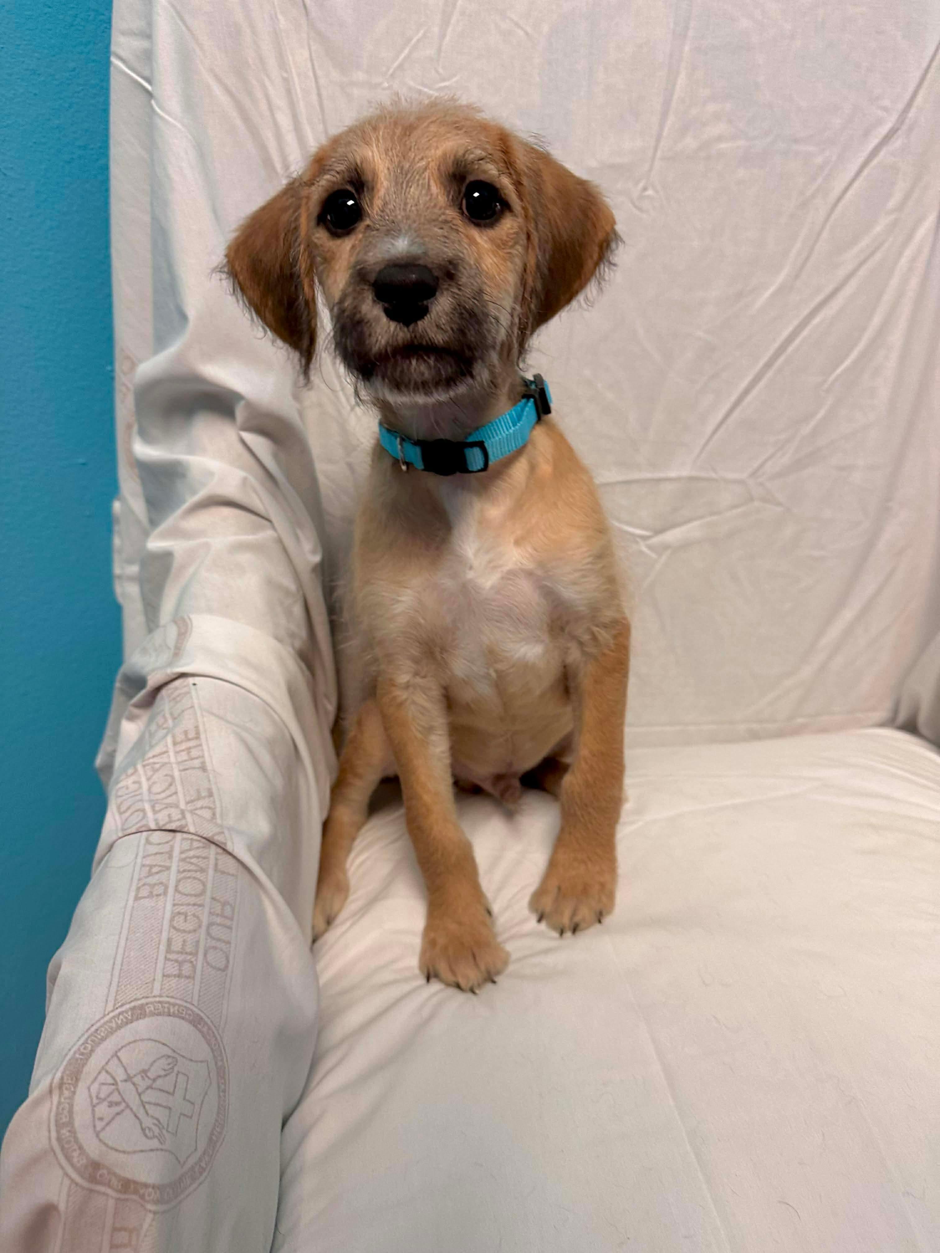 Benji, Adoptable, Young Male Wirehaired Terrier.