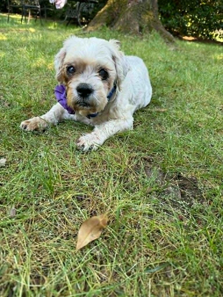 Enlarge Trisha, a Adoptable Shih Tzu in Waxhaw, NC image 1/2