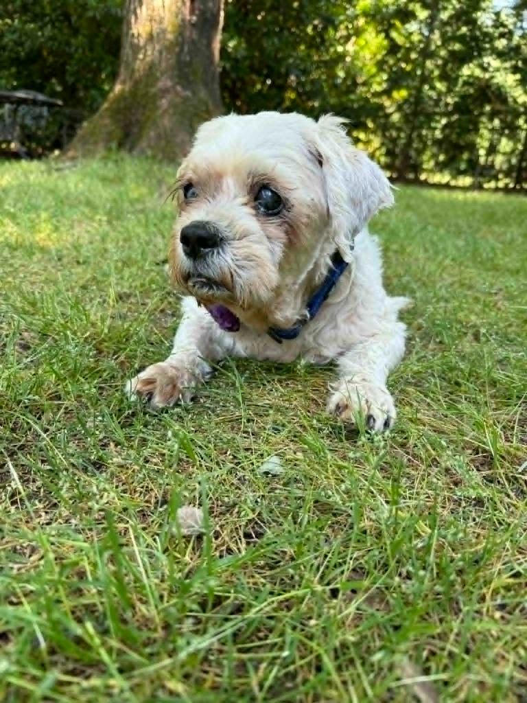 Enlarge Trisha, a Adoptable Shih Tzu in Waxhaw, NC image 2/2