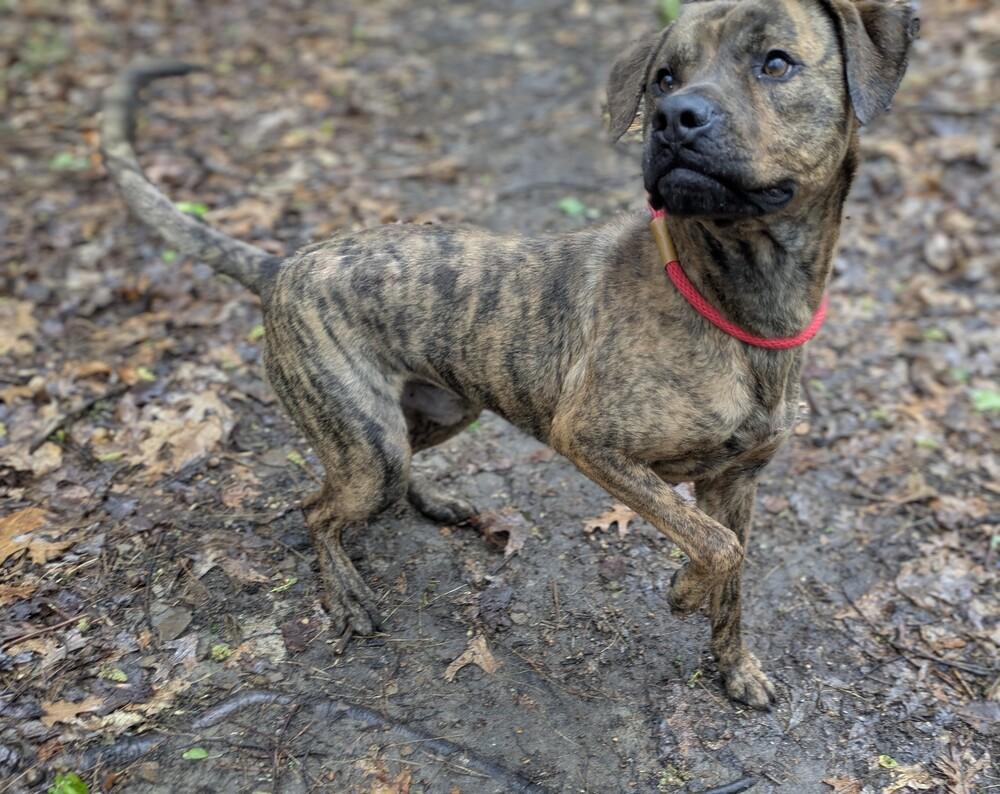 Doug #307, Adoptable, Adult Male Catahoula Leopard Dog.