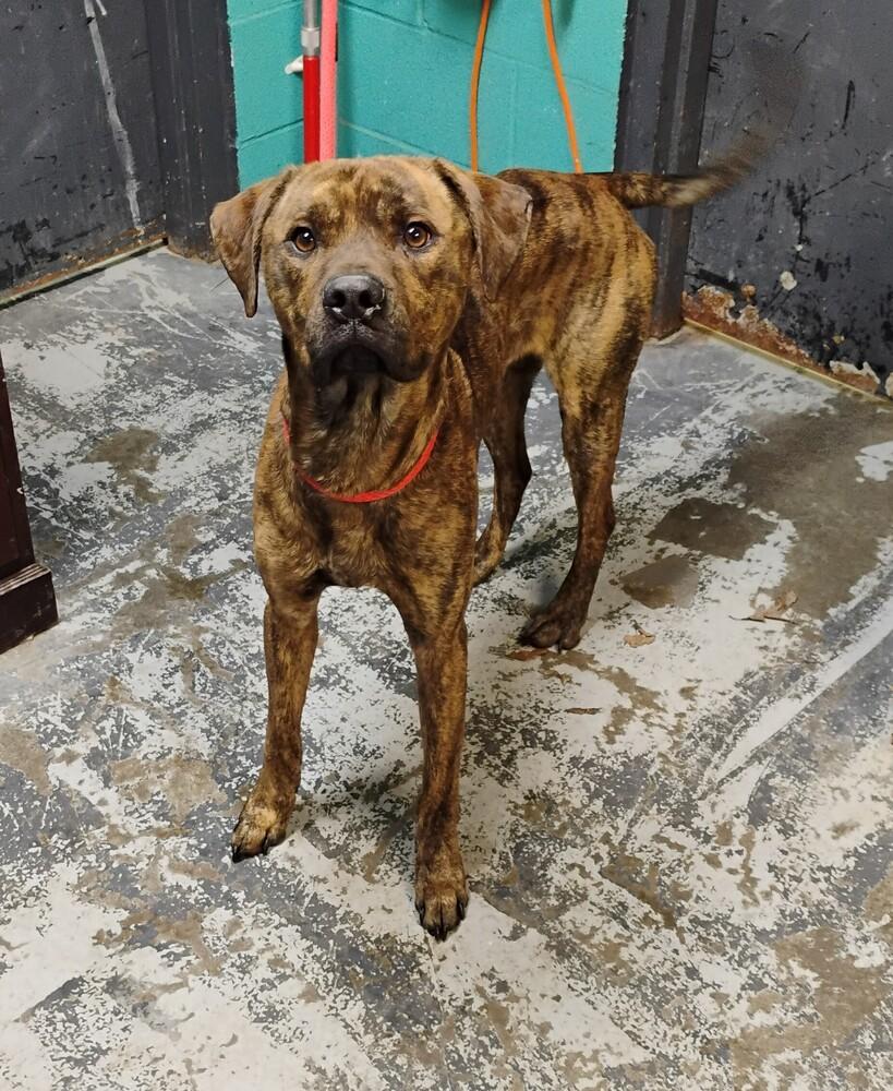 Enlarge Doug #307, a Adoptable mixed breed in New Lexington, OH image 1/1