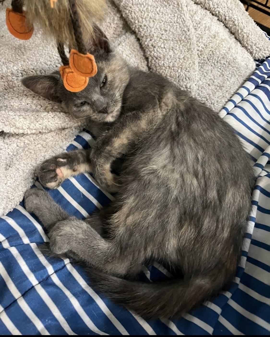 Enlarge Carolina and Dakota , a ADOPTABLE Domestic Short Hair in Moline, IL image 3/4