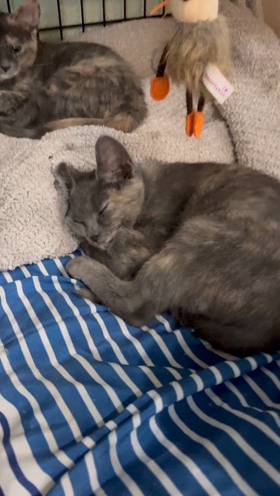 Enlarge Carolina and Dakota , a ADOPTABLE Domestic Short Hair in Moline, IL video 4/4