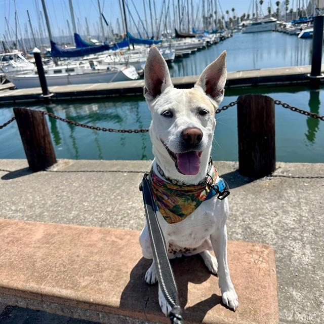 Enlarge DAISY, a Adoptable mixed breed in Alameda, CA image 1/1