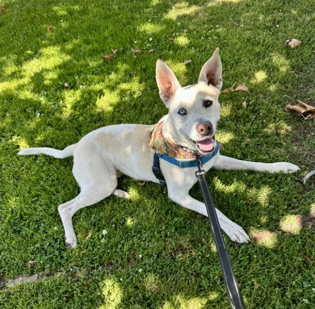 DAISY, Adoptable, Adult Female Husky & Mixed Breed.