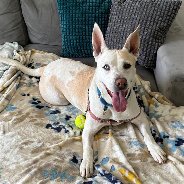 DAISY, Adoptable, Adult Female Husky & Mixed Breed.