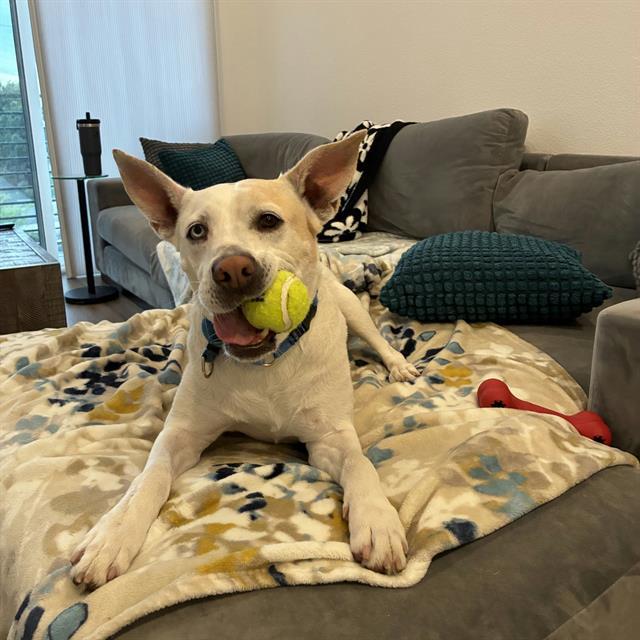 DAISY, Adoptable, Adult Female Husky & Mixed Breed.