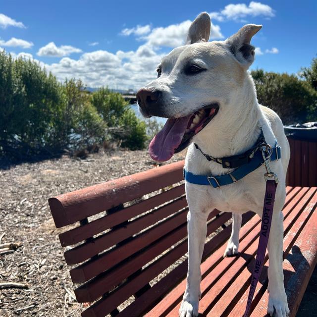 DAISY, Adoptable, Adult Female Husky & Mixed Breed.