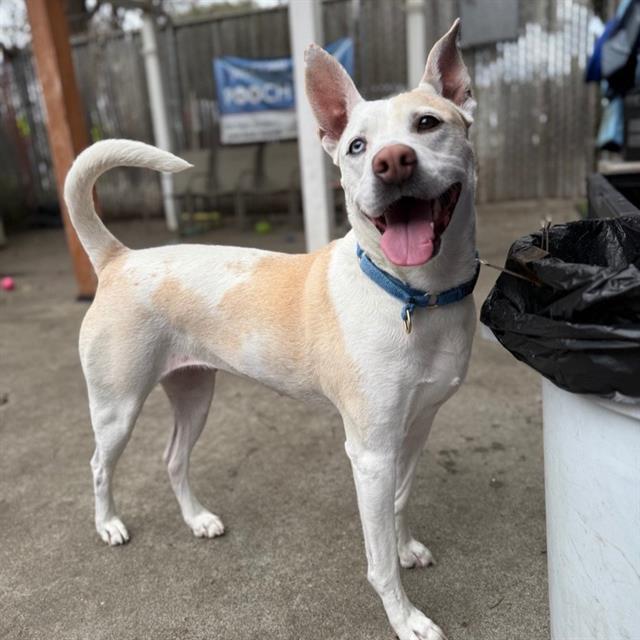 Enlarge DAISY, a Adoptable mixed breed in Alameda, CA image 1/1