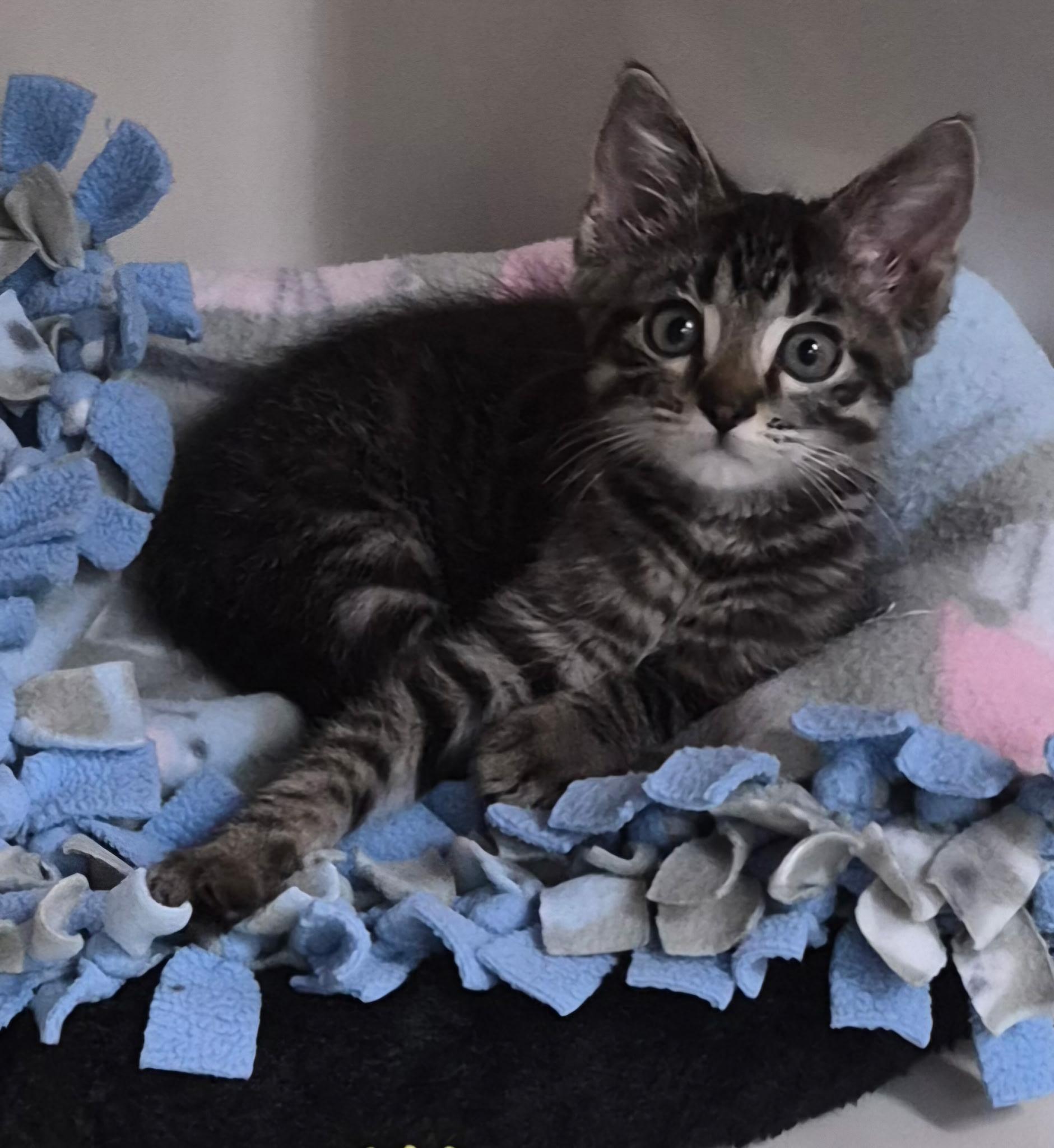 Shane, adopted, Kitten Male Domestic Short Hair.