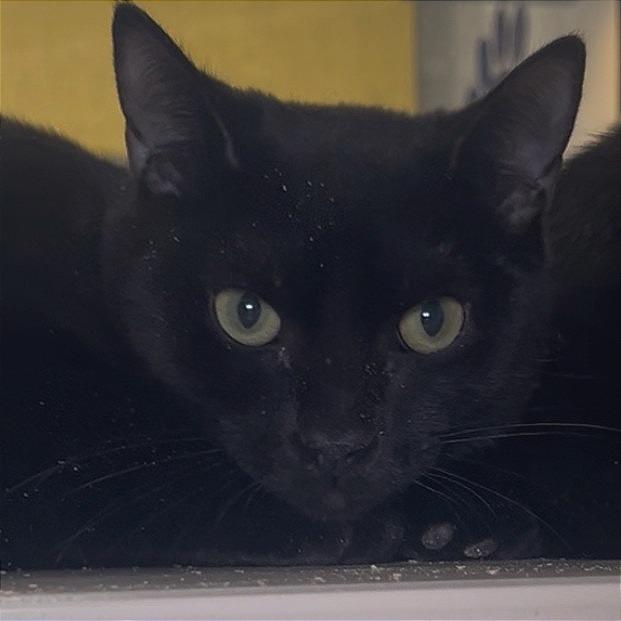 Zoey, Adoptable, Kitten Female Domestic Short Hair.