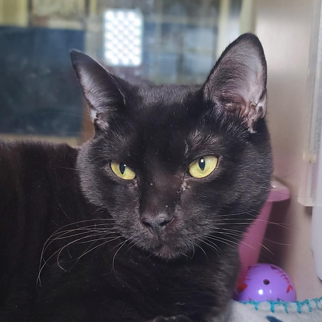 Zoey, Adoptable, Kitten Female Domestic Short Hair.