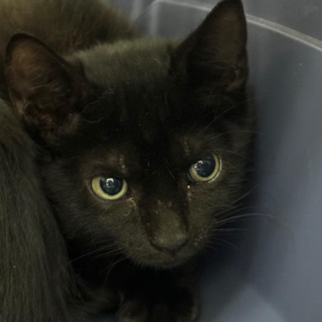 Zoey, a Adoptable Domestic Short Hair in Galveston, TX image 2/3