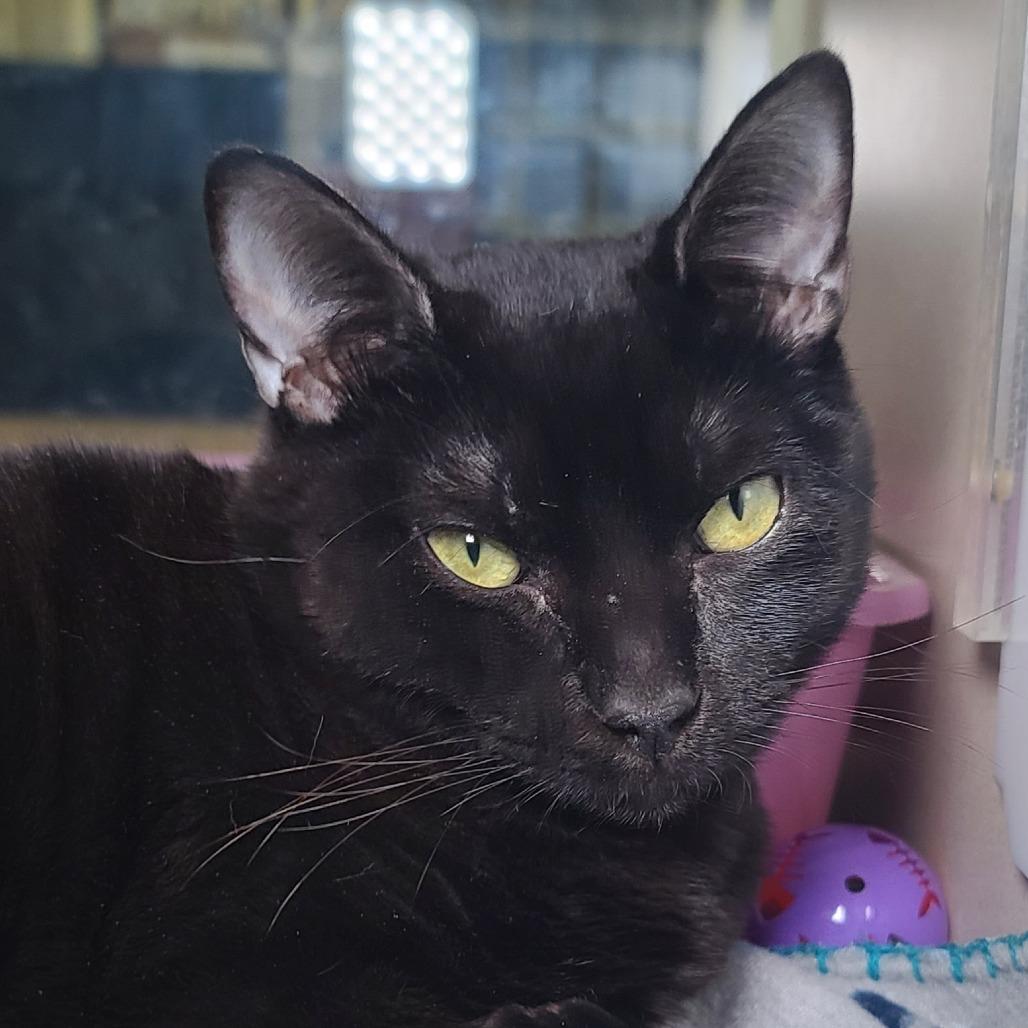 Enlarge Zoey, a Adoptable Domestic Short Hair in Galveston, TX image 3/4